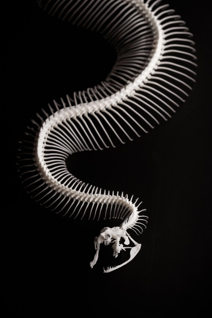 Photo of a snake skeleton use as a prompt for a three line tale, microfiction story